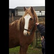 Welsh Cob (sec D) Bymosegårds Gigant...(aka.Shilo)