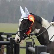 Anden særlig race May-Night Chic