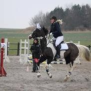 Anden særlig race May-Night Chic