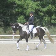 Anden særlig race May-Night Chic