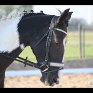 Anden særlig race May-Night Chic