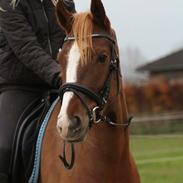 Tysk Sportspony Kuli's Ice Princess