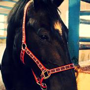 Oldenborg Santana Skelbæk