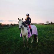 Arabisk fuldblod (OX) Chanel