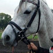 Arabisk fuldblod (OX) Chanel