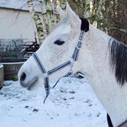 Arabisk fuldblod (OX) Chanel