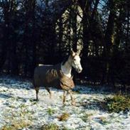 Arabisk fuldblod (OX) Chanel