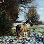 Arabisk fuldblod (OX) Chanel