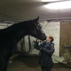 Dansk Varmblod Dancing girl