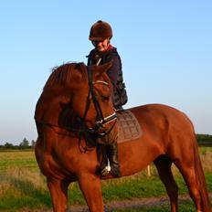 Anden særlig race Djibsi May