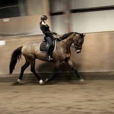 Dansk Varmblod Lasal