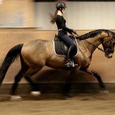 Dansk Varmblod Lasal