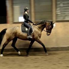 Dansk Varmblod Lasal