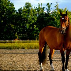 Oldenborg Hamlet Søndergård - *Odin* - *Pony*