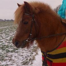 Anden særlig race Nicklas