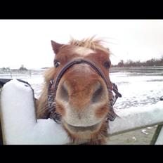 Anden særlig race Nicklas