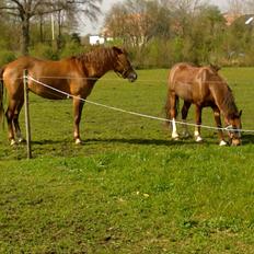 New Forest Spangbo´s Tequila