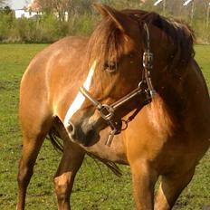 New Forest Spangbo´s Tequila