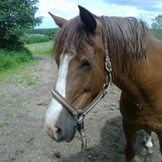 New Forest Spangbo´s Tequila