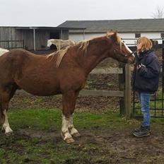 Welsh Cob (sec D) Bymosegårds Gigant...(aka.Shilo)