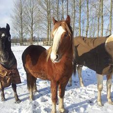 Welsh Cob (sec D) Bymosegårds Gigant...(aka.Shilo)