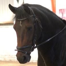 New Forest Calandias Fairytale