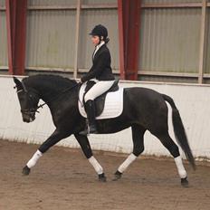 New Forest Calandias Fairytale