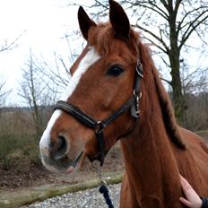 Anden særlig race Silvia