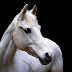 DSP Præstemarkens Mahogni |Honey|