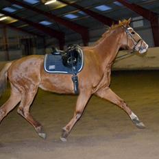 Anden særlig race Silvia