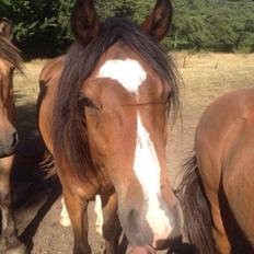 Connemara Dalshøj Horton