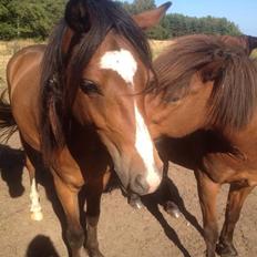 Connemara Dalshøj Horton