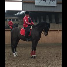 Dansk Varmblod Ducati ( SOLGT )