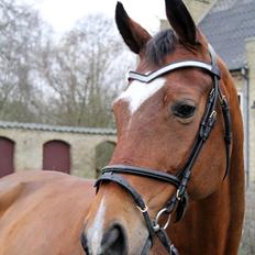 Hollandsk Varmblod Vita Z.D.W HIMMELHEST 