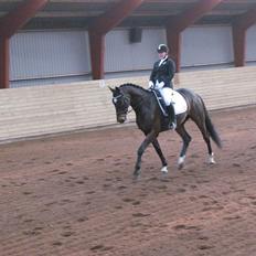 Dansk Varmblod Wolhøjgaards Kanzo