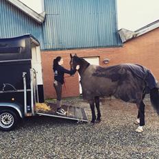 Anden særlig race Arcibald