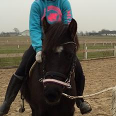 New Forest Soldals Breaking Dawn