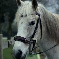 DSP Solvang's Mercedes