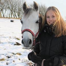 Welsh Pony (sec B) Vongkærgårds Annabell