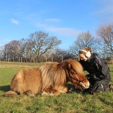 Islænder Gumi fra Faksemosen