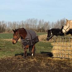 Dansk Varmblod Pemill's Ballantines