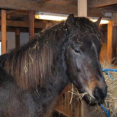 Islænder Møndull fra V Mejlsted/aflivet 2016