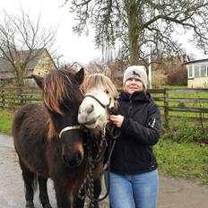 Islænder Møndull fra V Mejlsted/aflivet 2016
