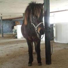 Islænder Møndull fra V Mejlsted/aflivet 2016