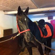 Dansk Varmblod Princess di-grea