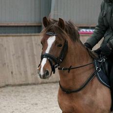 Anden særlig race Cavallo