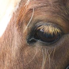 Islænder Lysa <3 IAka SkatlingI