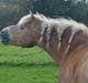 Haflinger WHISKY