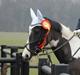 Anden særlig race May-Night Chic