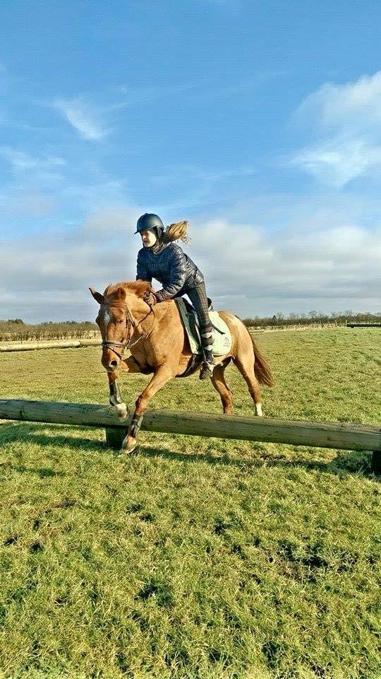 Anden særlig race Cody. billede 4